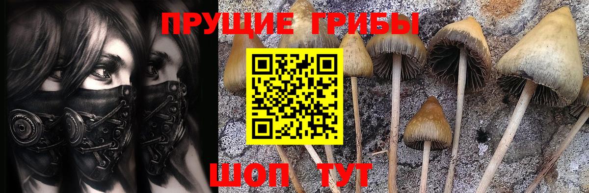 Псилоцибиновые грибы Psilocybine cubensis Карабулак